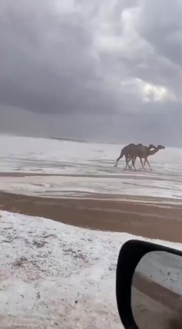 Meanwhile in Saudi Arabia: Caravan of Camels travels in a rare snowy desert near Tabuk.  Northwestern region of country seeing heavy snows/storms